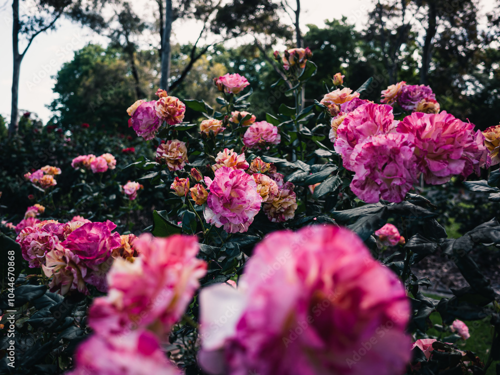 Obraz premium Pink roses in the garden