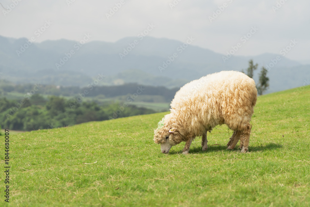 A sheep is grazing on a lush green field A sheep is grazing on a lush green field