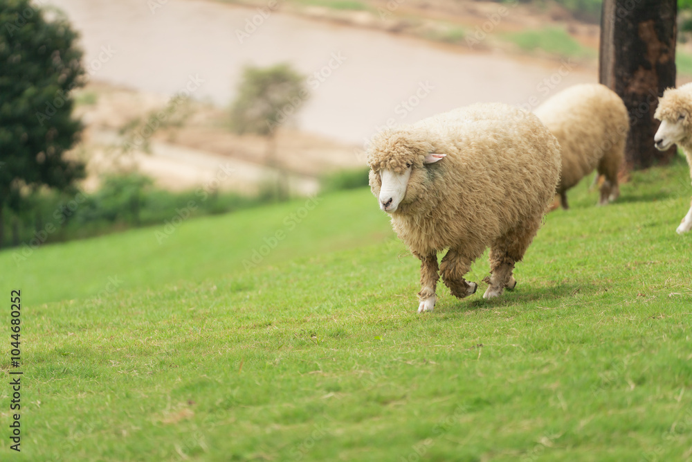 Fototapeta premium A sheep is walking in a field with other sheep