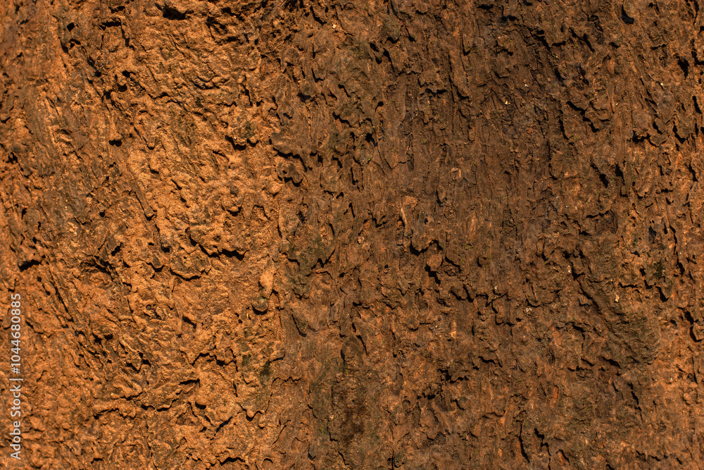 Close-up Abstract Structure of a Wooden Tree Trunk Close-up Abstract Structure of a Wooden Tree Trunk