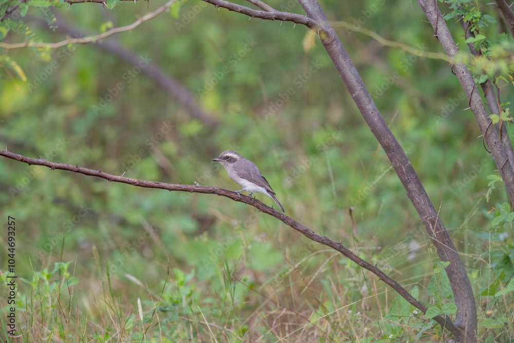 Great Rann of Kutch, Gujarat, India, Common Woodshrike, Tephrodornis pondicerianus Great Rann of Kutch, Gujarat, India, Common Woodshrike, Tephrodornis pondicerianus