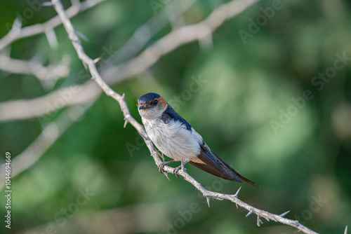 Great Rann of Kutch, Gujarat, India, Red-rumped Swallow, Hirundo daurica photo