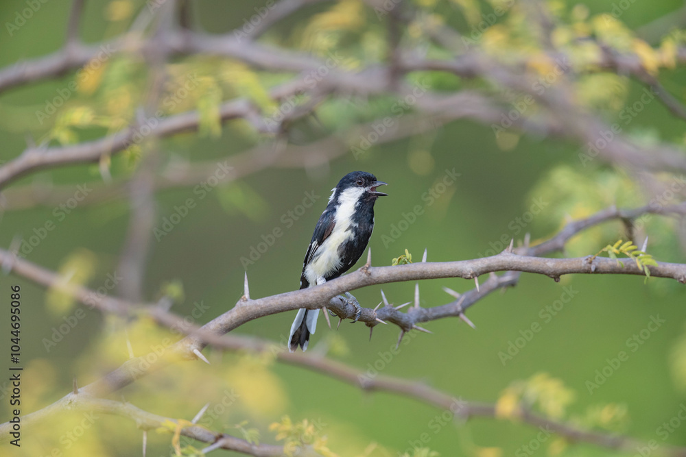 Naklejka premium Great Rann of Kutch, Gujarat, India, White-naped Tit, Machlolophus nuchalis
