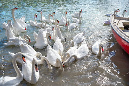 View of flock of white swans on the lake Zbilje, Slovenia  photo