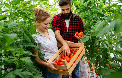 Successful farm family, couple engaged in growing of organic vegetables in hothouse, tomato photo