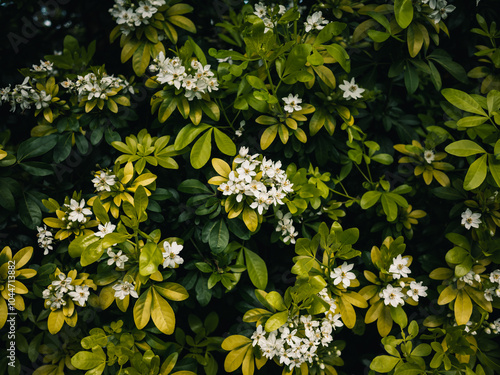 White flowers in the garden #1044713882