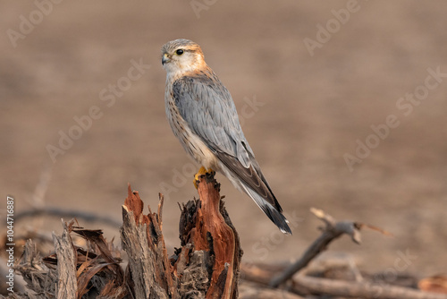 Foto Merlin, Falco columbarius, Male, Little Rann of Kutch, Gujarat, India