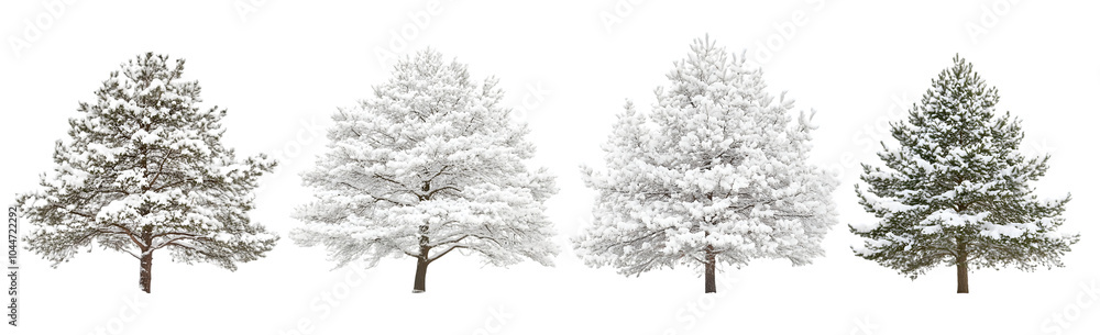 Four snow-covered coniferous trees in winter, showcasing serene beauty and tranquility. Four snow-covered coniferous trees in winter, showcasing serene beauty and tranquility.