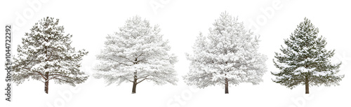 Four snow-covered coniferous trees in winter, showcasing serene beauty and tranquility.