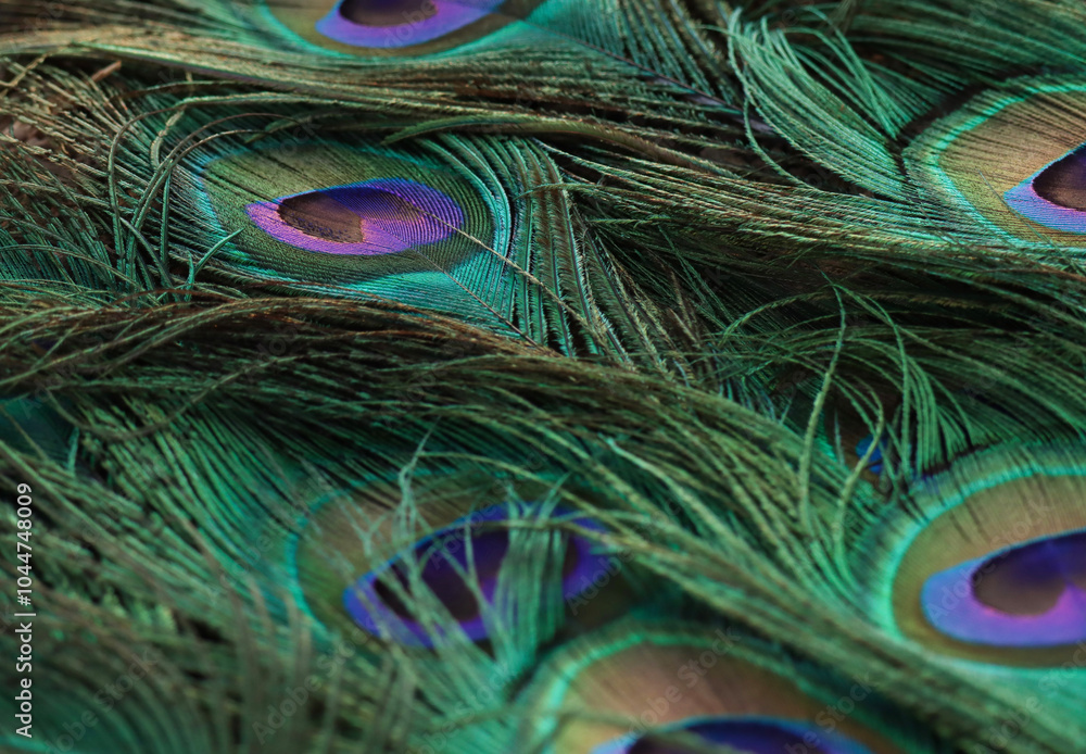 Fototapeta premium Peacock feather closeup. Selective focus.