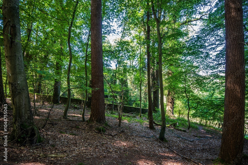 Tranquil Forest Scene with Sunlight Tranquil Forest Scene with Sunlight
