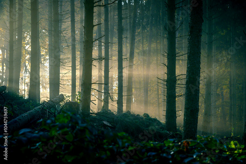 Fog in Nature: Serene Landscapes, Majestic Fog, and Scenic Views for Nature Lovers and Wilderness Explorers photo