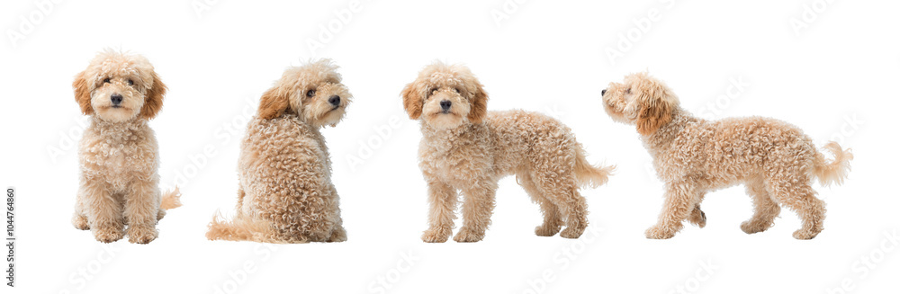 Collection of Poodle portraits in different positions