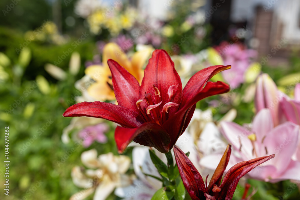 Fototapeta premium Red lily flower