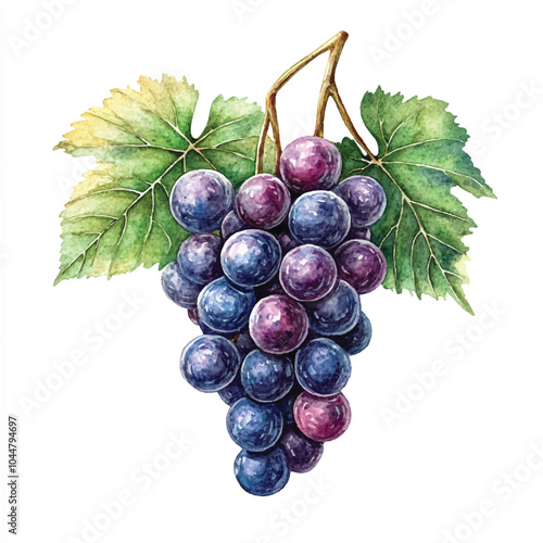 Grape fruit watercolor clipart illustratration