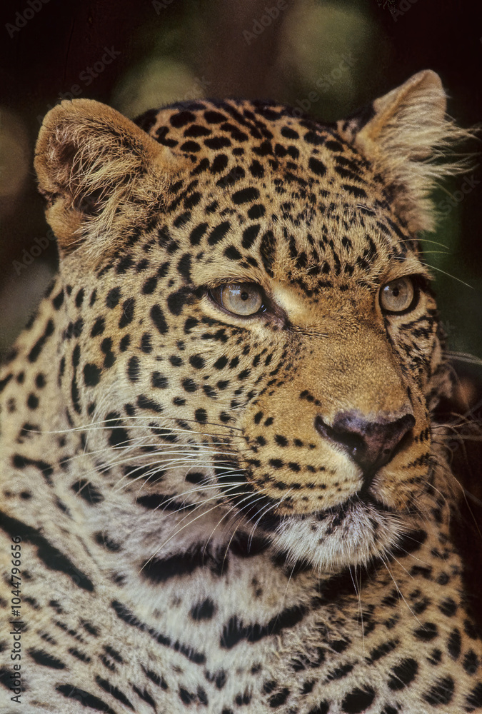 Fototapeta premium Leopard