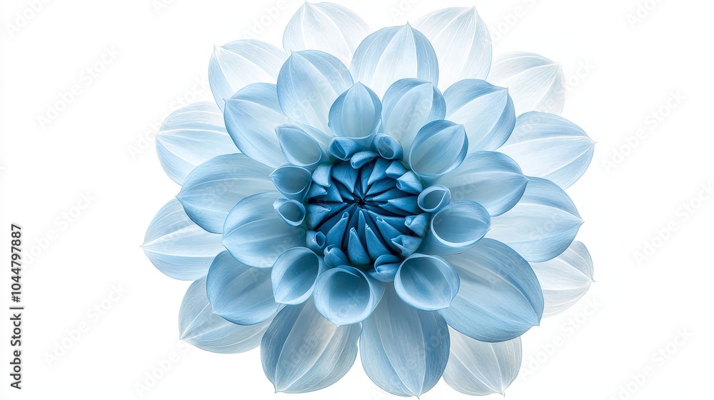 Fototapeta premium Blue Dahlia flower with soft, delicate petals fanning out in a symmetrical pattern, isolated on a white background, crisp edges and vivid color
