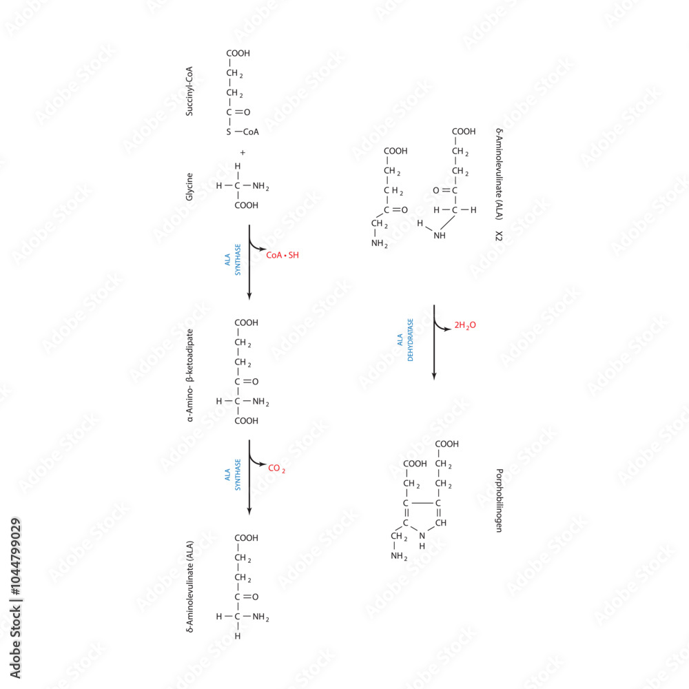 Diagram  showing synthesis of porphobilinogen through ALA synthase, biochemical reaction schematic illustration. skeletal structure diagram. compound molecule scientific illustration.
