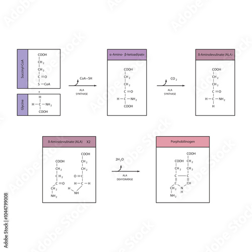 Diagram  showing synthesis of porphobilinogen through ALA synthase, biochemical reaction schematic illustration. skeletal structure diagram. compound molecule scientific illustration.
