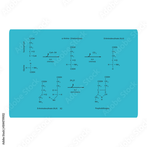 Diagram  showing synthesis of porphobilinogen through ALA synthase, biochemical reaction schematic illustration. skeletal structure diagram. compound molecule scientific illustration.