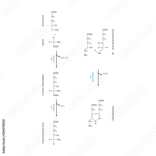 Diagram  showing synthesis of porphobilinogen through ALA synthase, biochemical reaction schematic illustration. skeletal structure diagram. compound molecule scientific illustration.