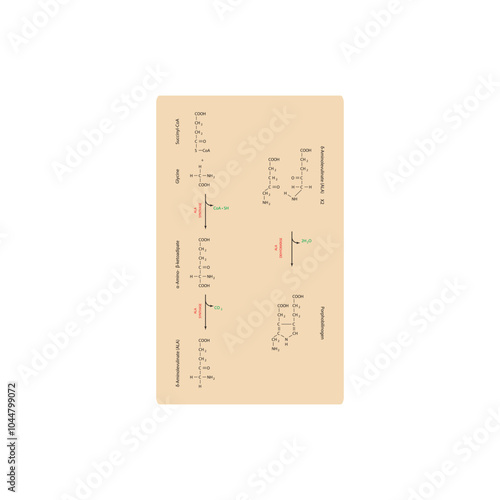 Diagram  showing synthesis of porphobilinogen through ALA synthase, biochemical reaction schematic illustration. skeletal structure diagram. compound molecule scientific illustration.