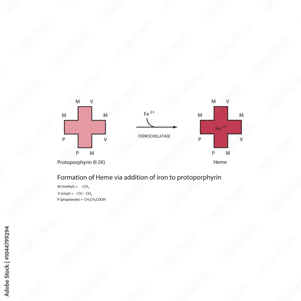 Obraz premium Diagram showing synthesis of Heme from Protoporphyrin III through addition of Iron via Ferrochelatase enzyme chemical reaction. skeletal structure diagram. compound molecule scientific illustration.