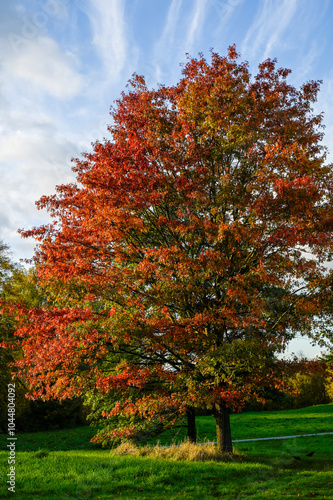 autumn tree in the park