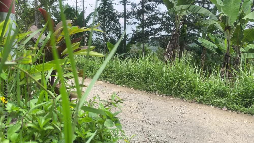 The green grass is on the side of the road exposed to the gentle breeze The green grass is on the side of the road exposed to the gentle breeze