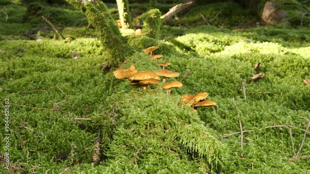 Obraz premium Pilze im Wald