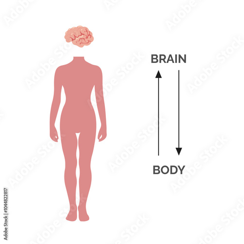 Human body and brain vector illustration