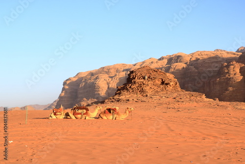 Camels in a Wadi Rum desert, Jordan