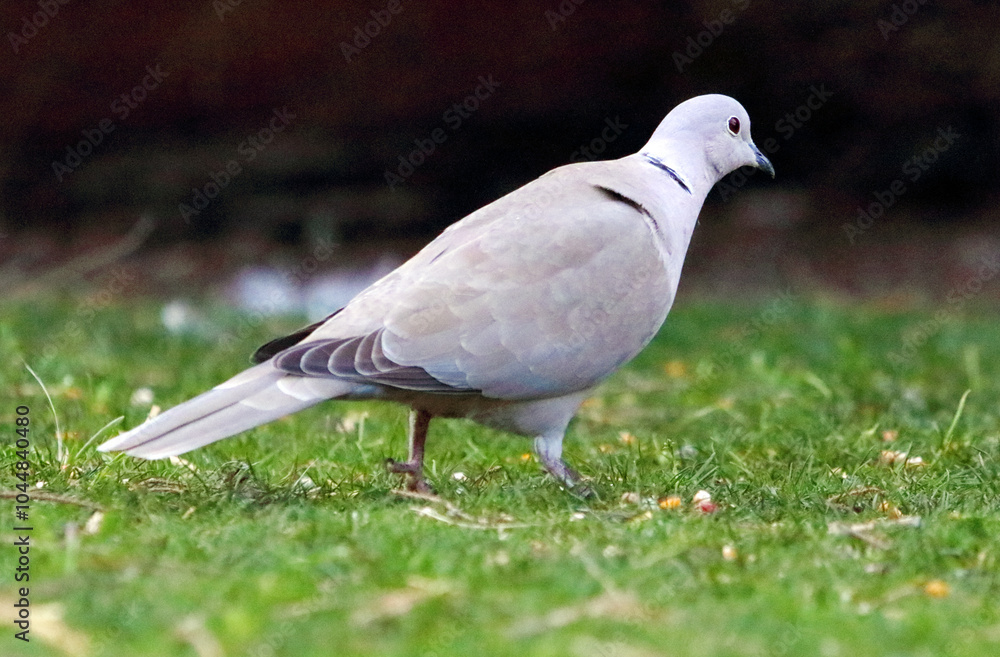 A Eurasian collared dove walks in the grass. Streptopelia decaocto A Eurasian collared dove walks in the grass. Streptopelia decaocto