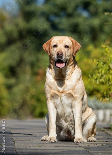 Golden Labrador on a walk