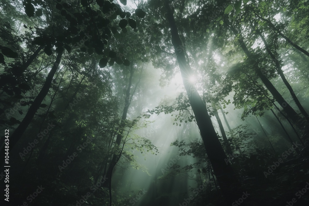 Fototapeta premium misty morning in the deep forest 