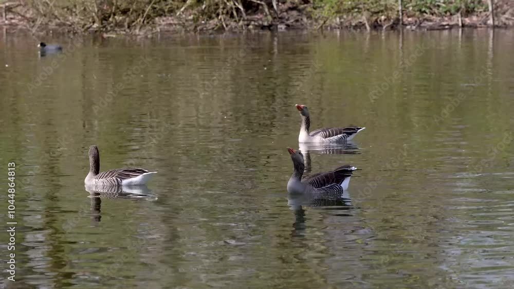 The greylag goose, Anser anser is a species of large goose in the waterfowl family Anatidae and the type species of the genus Anser. The greylag goose, Anser anser is a species of large goose in the waterfowl family Anatidae and the type species of the genus Anser.
