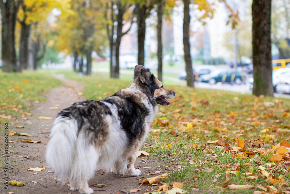 A beautiful collie dog is sitting on the green grass in a park A beautiful collie dog is sitting on the green grass in a park