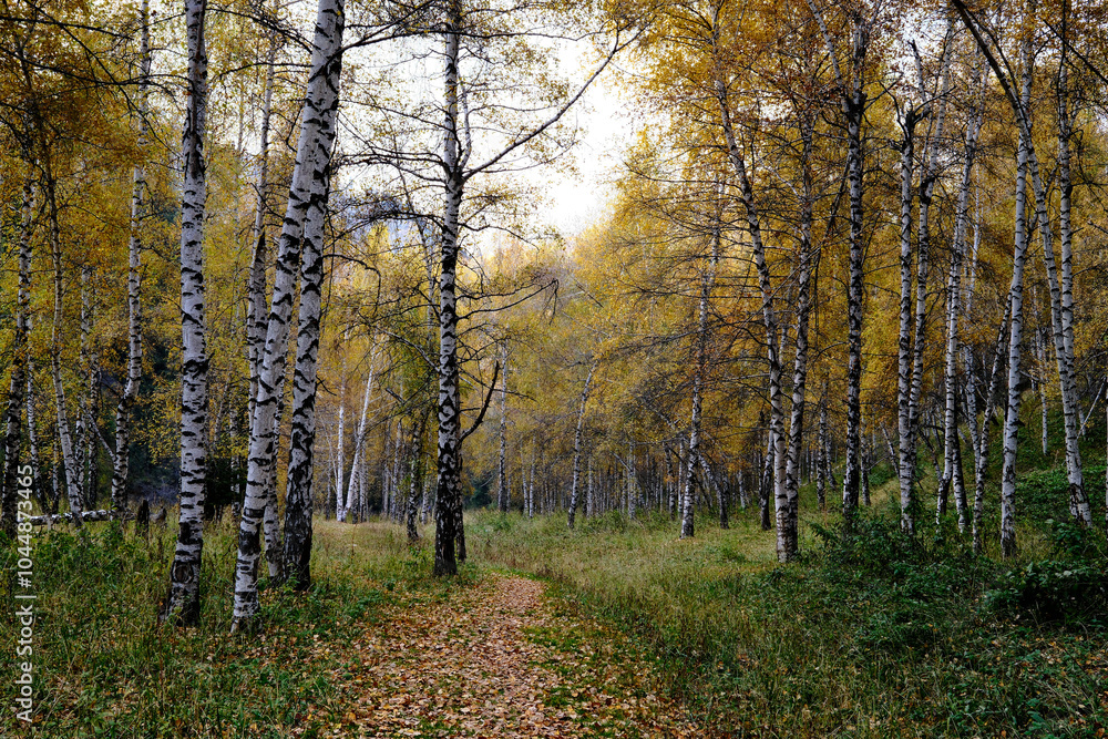 Fototapeta premium Autumn birch forest with golden leaves, sunlit path through white tree trunks, seasonal landscape