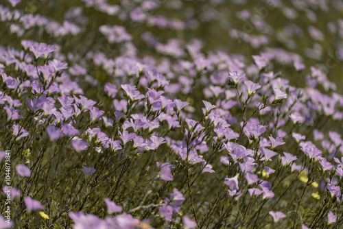 linen field linum usitatissimum. Flax flowers swaying in the wind. Slow motion video