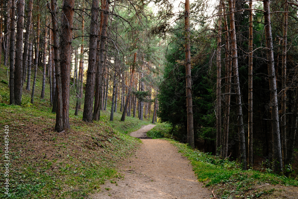 Obraz premium Winding dirt path through tall pine forest, evening sunlight filtering through trees, peaceful hiking trail