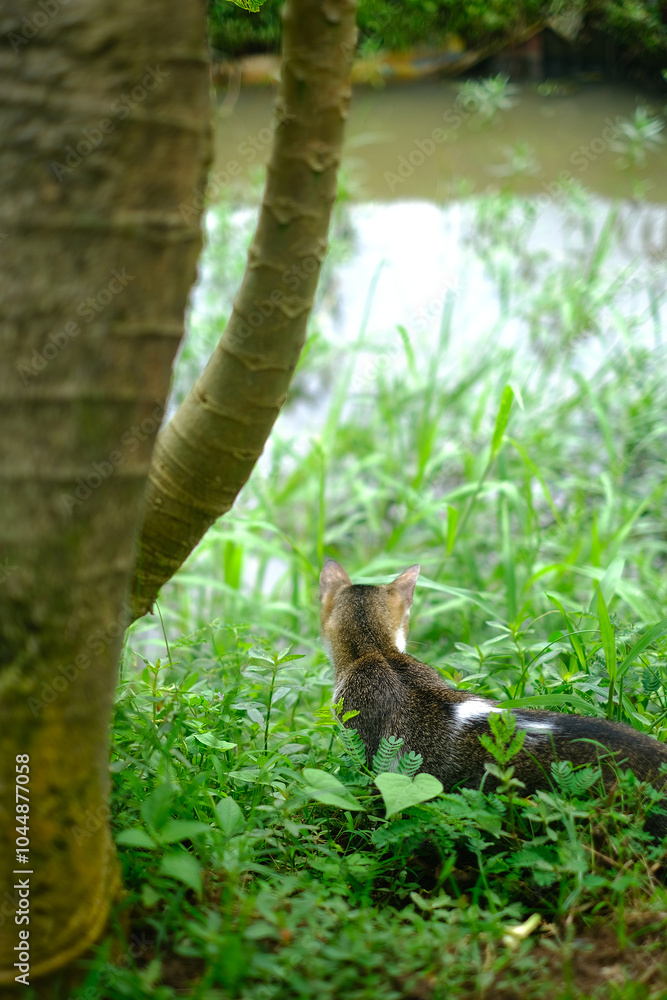 Obraz premium Candid photo of a gray feral cute cat looking towards the river. Foreground and background blur
