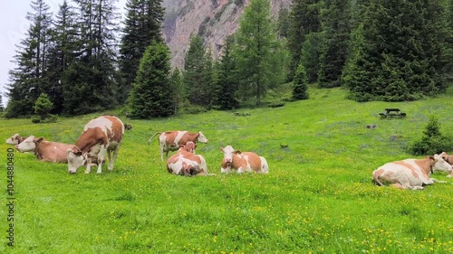 Herd of cows resting in a lush alpine meadow filled with yellow wildflowers, surrounded by pine trees in South Tyrol, Italy
