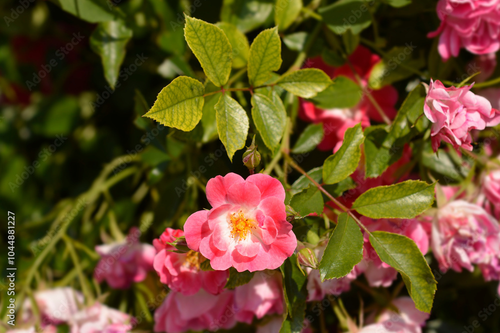 Groundcover pink rose flowers Groundcover pink rose flowers