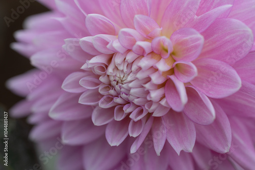 柔らかい突起達