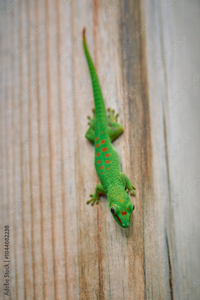 Fototapeta premium Cute green day gecko native to Mauritius island, Africa