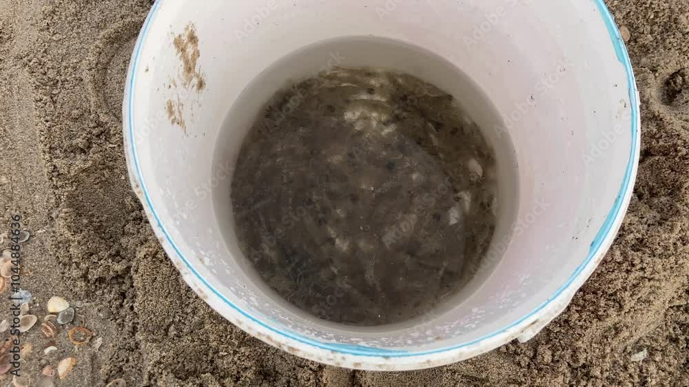 Shrimp in a bucket on a Dutch beach Shrimp in a bucket on a Dutch beach