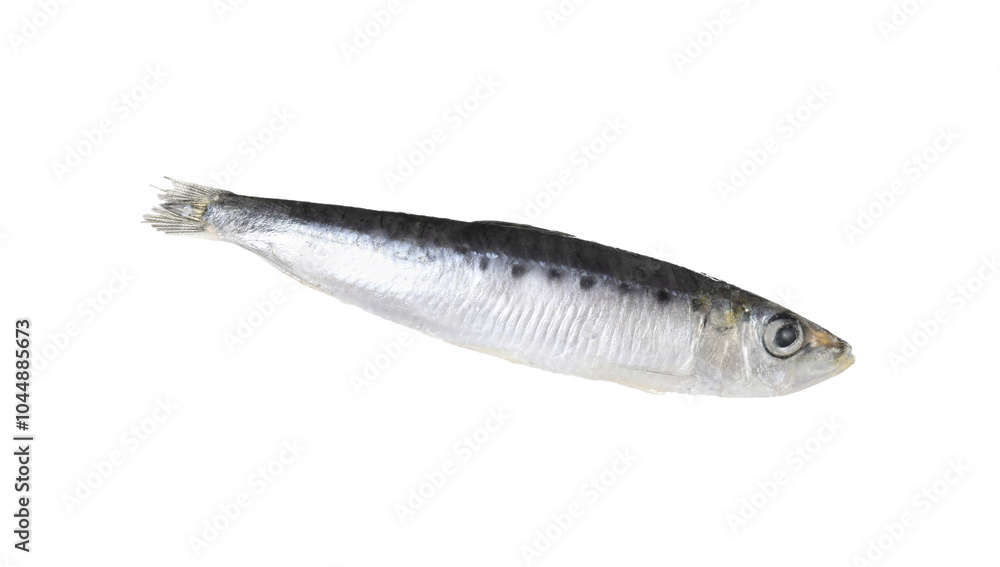One raw sardine fish isolated on white. Sea food One raw sardine fish isolated on white. Sea food