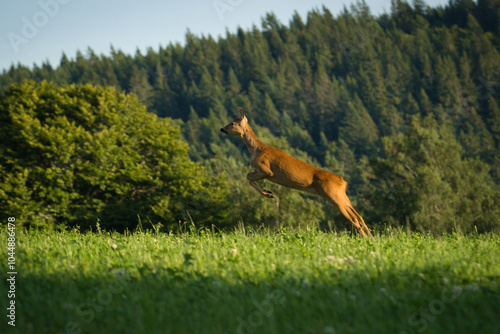 Saut olympique 