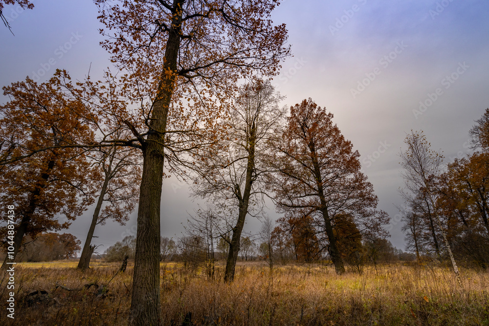 A field of trees with a cloudy sky in the background A field of trees with a cloudy sky in the background