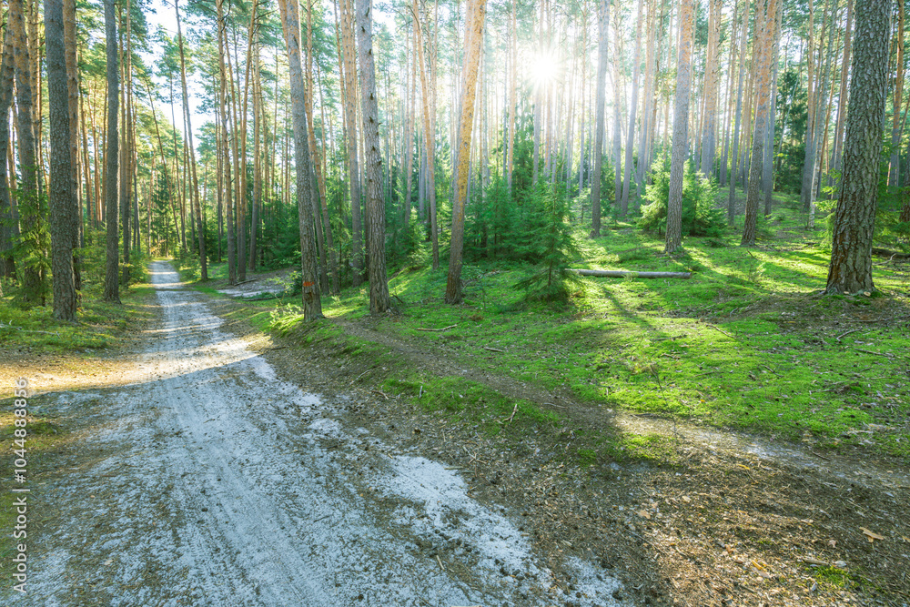 Fototapeta premium A dirt road in a forest with trees on either side
